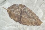 Fossil Leaf (Betula)- Green River Formation, Utah #110364-1